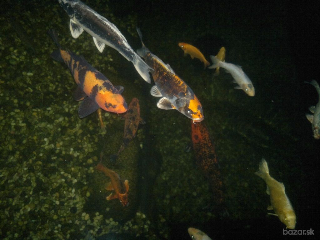 ba_orig_3323270009_zvierata-rybicky-japonske-koi-kapre