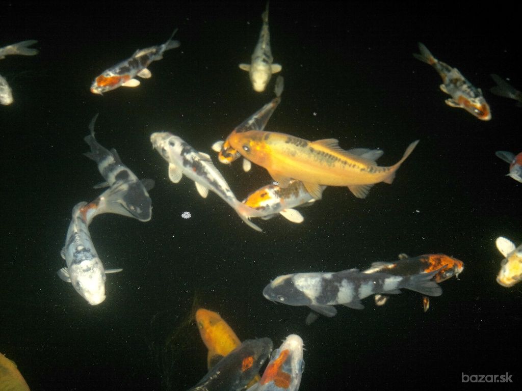 ba_orig_3323270014_zvierata-rybicky-japonske-koi-kapre
